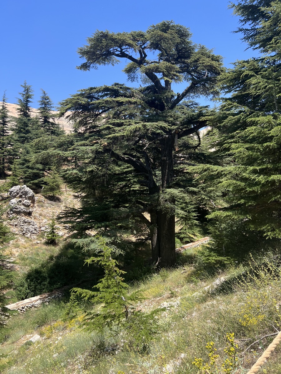 A mature cedar tree in the mountain forests of Lebanon